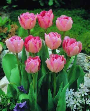 Tulp Angelique